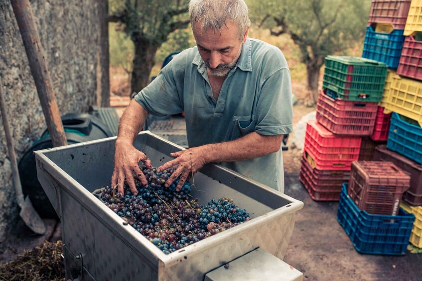 Picture 1 for Activity Zakynthos: Vineyard & Winery Tour with Local Winemaker