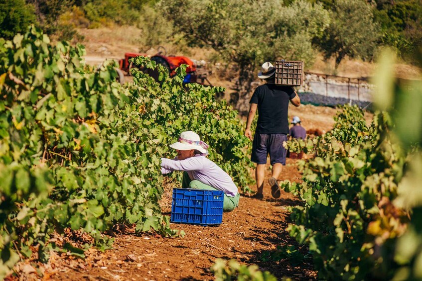 Picture 5 for Activity Zakynthos: Vineyard & Winery Tour with Local Winemaker