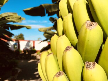 Taste of Tenerife tour with Wine Tasting