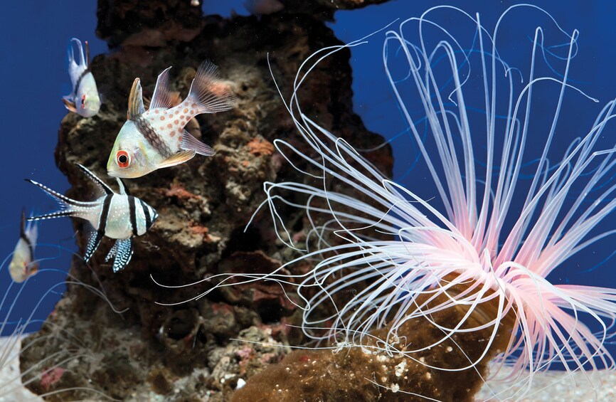 Palma Acquarium with Transfer