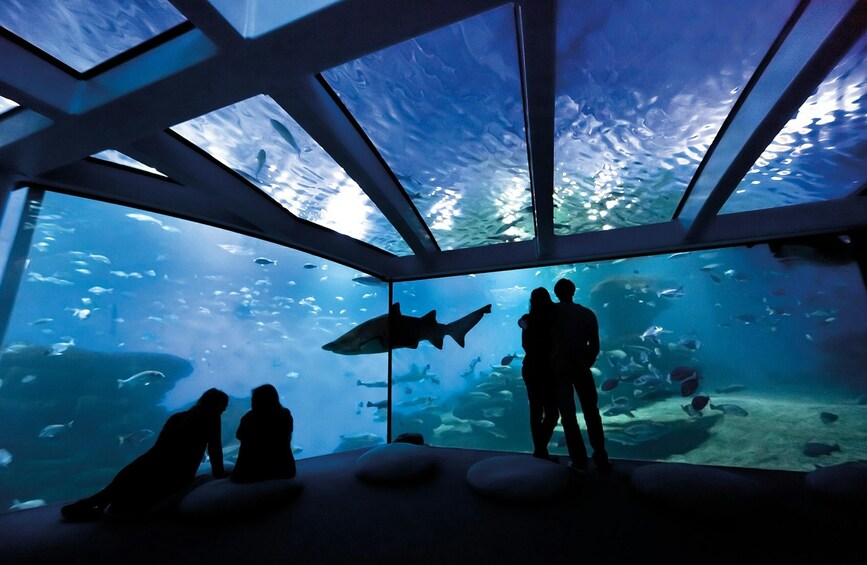 Palma Acquarium with Transfer