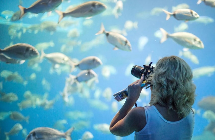 Palma Acquarium with Transfer