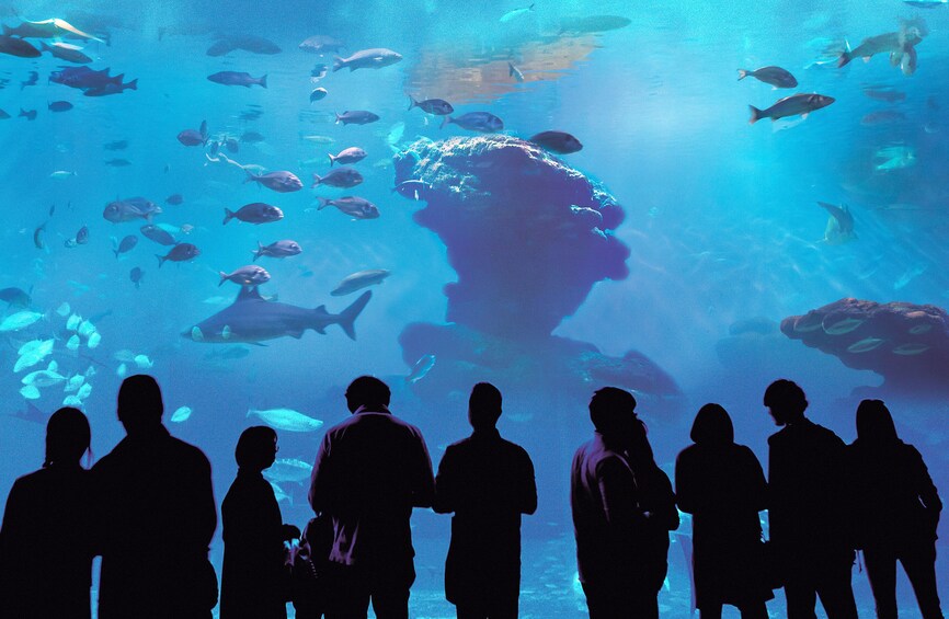 Palma Acquarium with Transfer