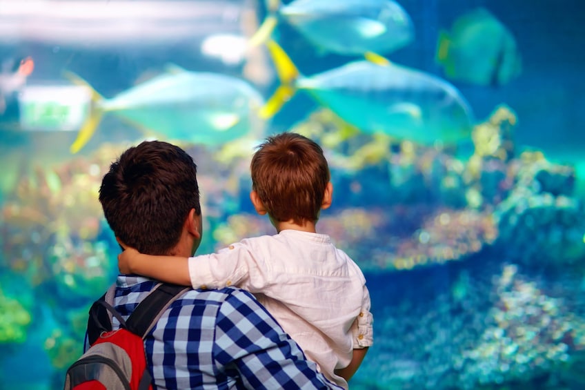 Palma Acquarium with Transfer