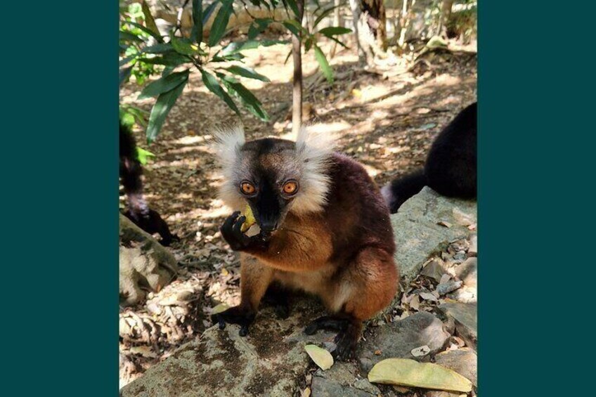 Full-day jungle trek on Nosy Komba (Lemur island) with the Black Lemur Sanctuary