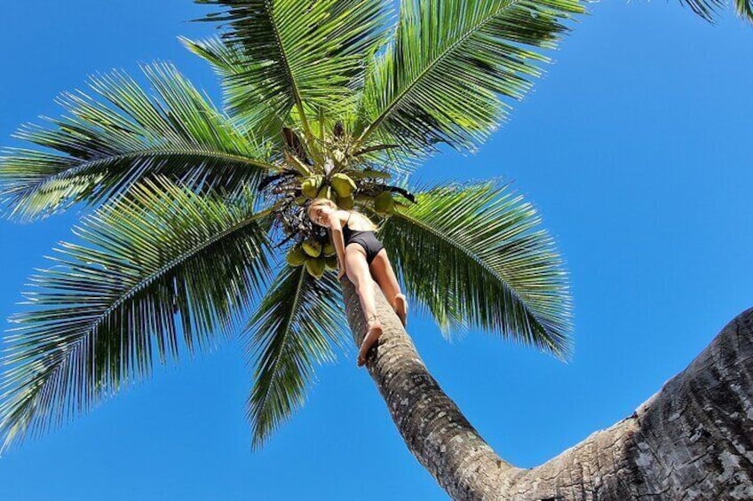 Full-day jungle trek on Nosy Komba (Lemur island) with the Black Lemur Sanctuary