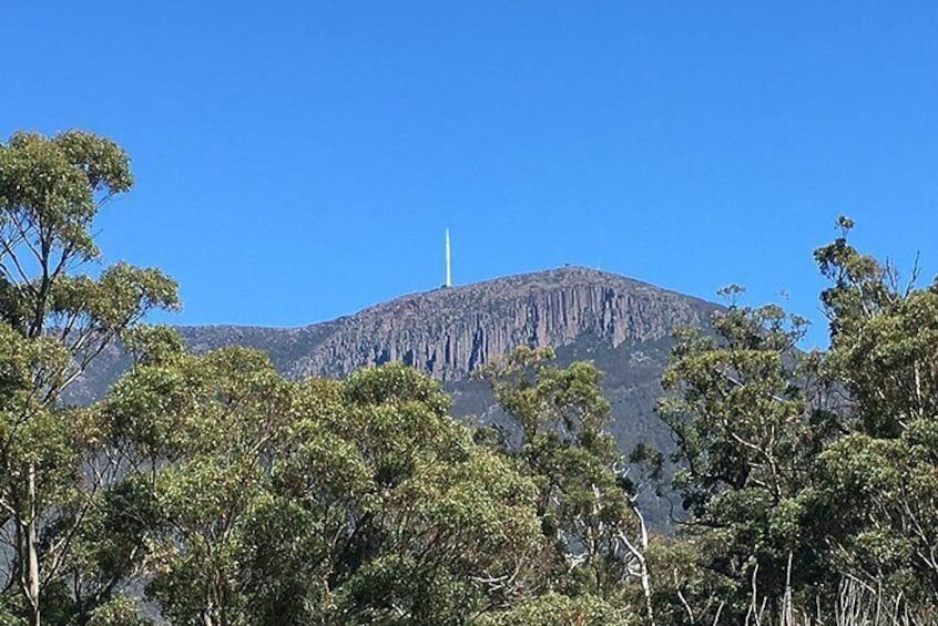 Easy Mountain Bike Tour on Mt. Wellington: Summit & Rainforest Adventure Ride