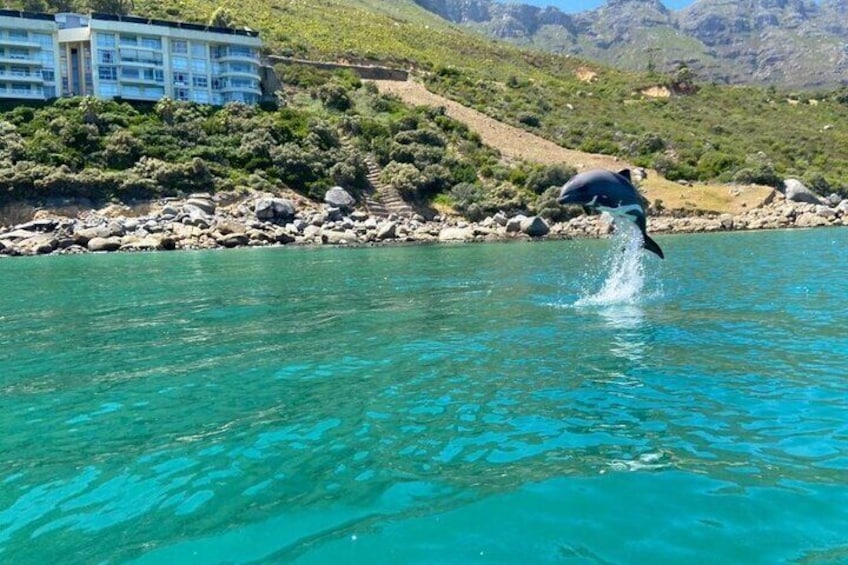 Guided Kayaking in Hout Bay