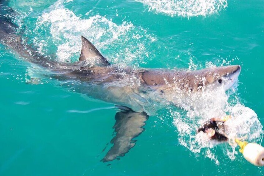 Amazing great white shark!