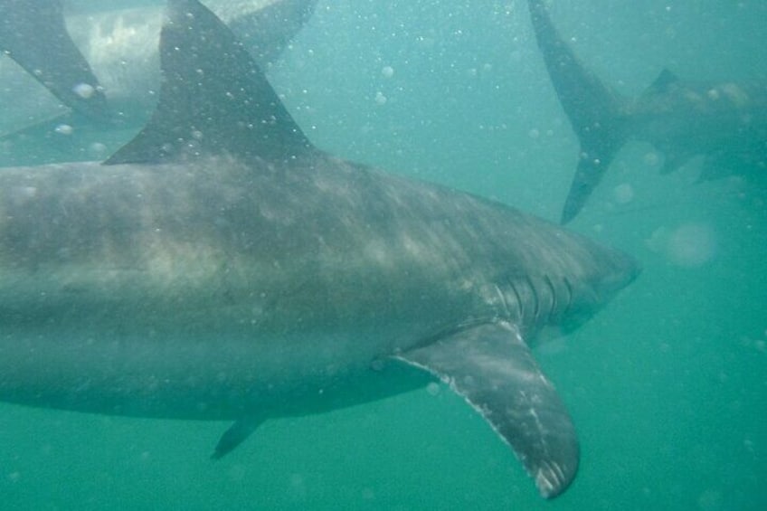 A stunning variety of shark species!