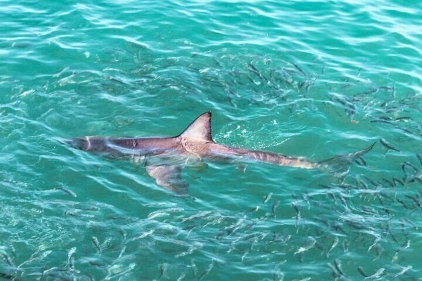 Great white shark cruising past our boat!