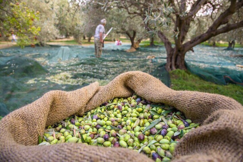 Full-Day Taste Tour in Lefkada with Pick Up