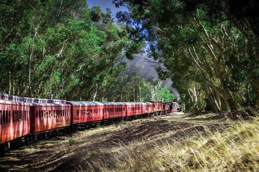 On our way to the destination through a canopy of trees up Sir Lowry's Pass