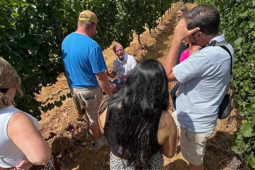 Vineyard Tours