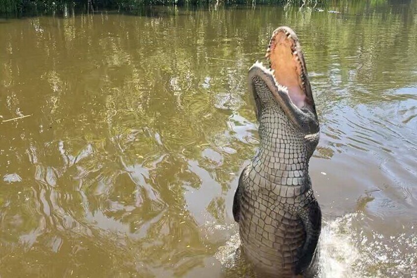 Airboat Swamp Tour in Luling