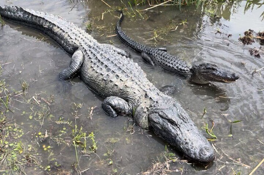 Airboat Swamp Tour in Luling