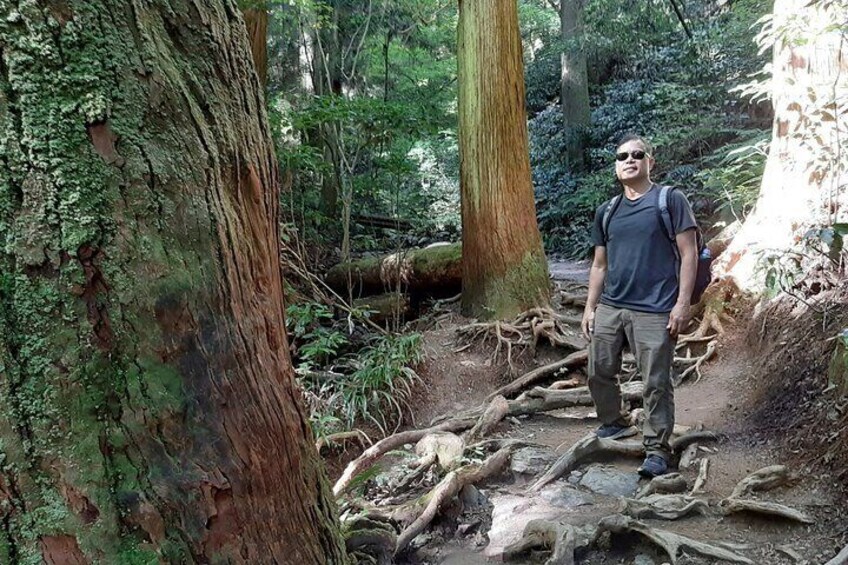 Full Day Hiking Tour at Mt.Takao including Hot Spring