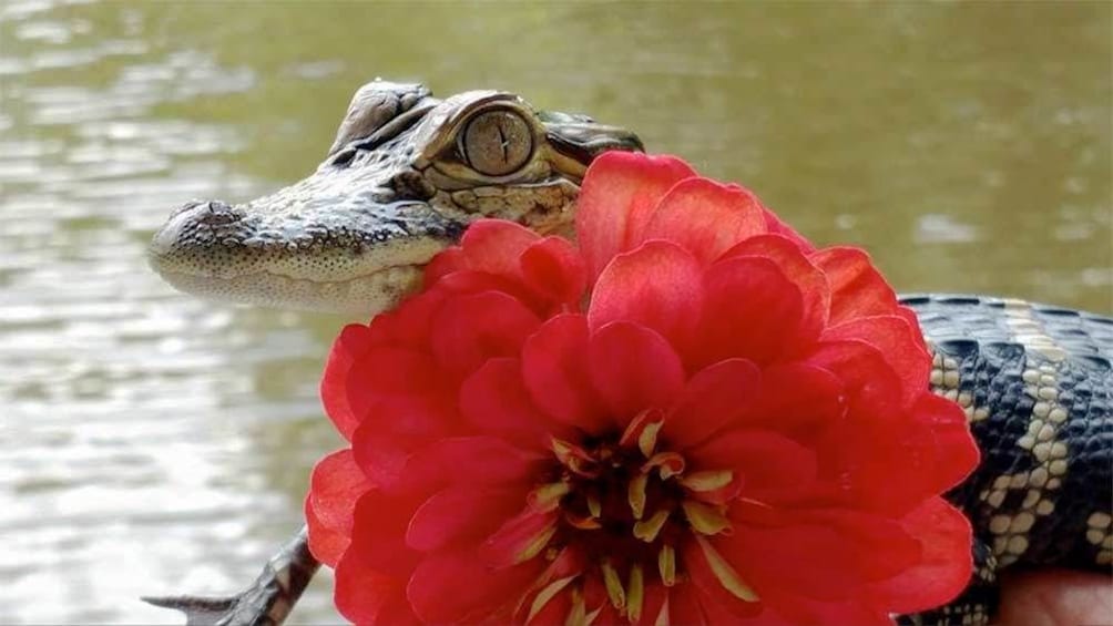 baby alligator on the Swamp Tour by Tour Boat in New Orleans 