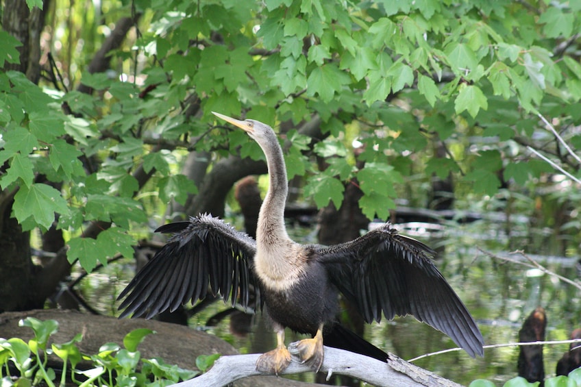 Manchac Swamp & Bayou Tour by Boat