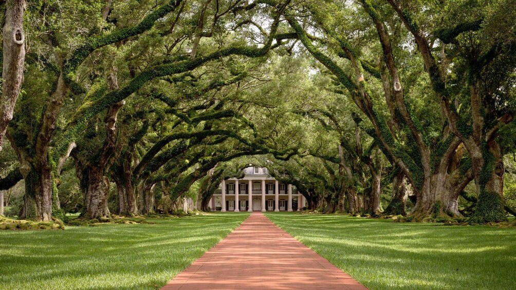 Path under a tree canopy at a plantation in New Orleans