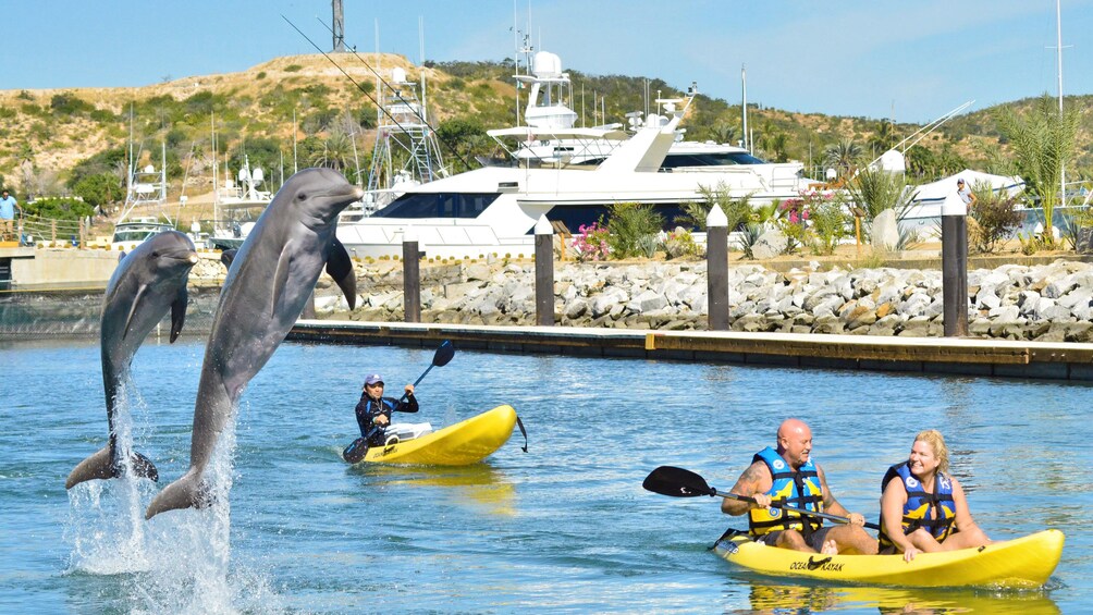 Dolphin Experiences in Los Cabos » Wild Canyon