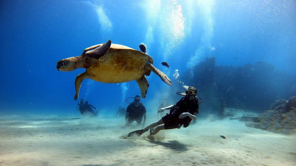 Picture 2 for Activity Oahu: Scuba Diving Lesson for Beginners