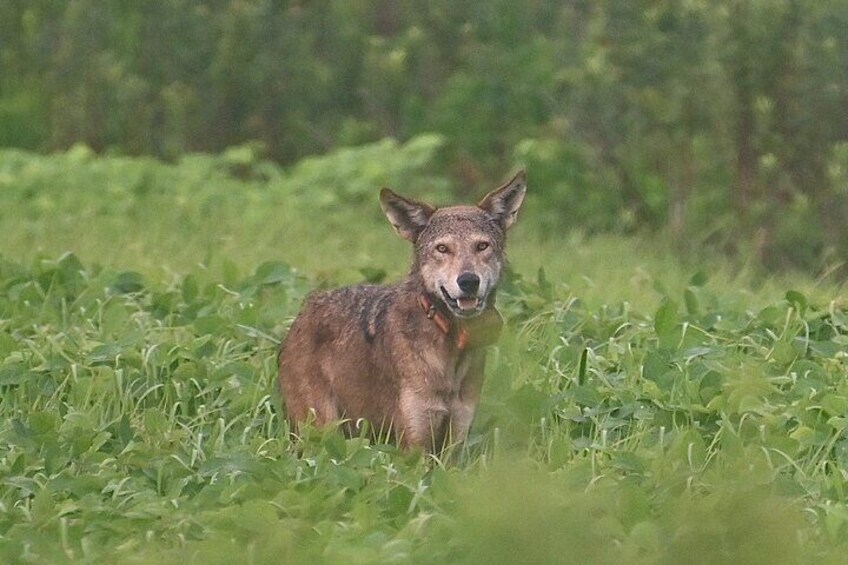 FullDay Private Tour to Alligator River National Wildlife Refuge