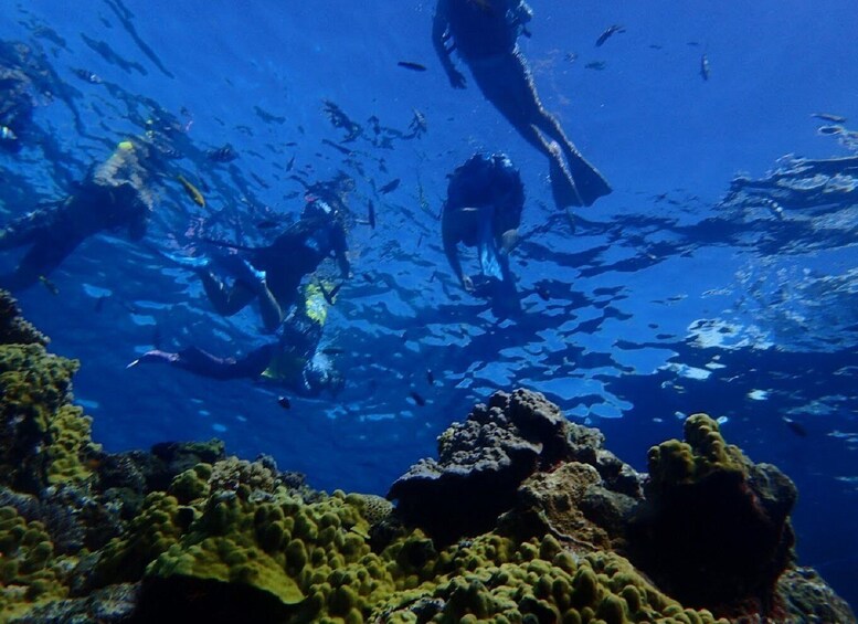 Picture 1 for Activity From Naha: Full-Day Snorkeling Tour to Kerama