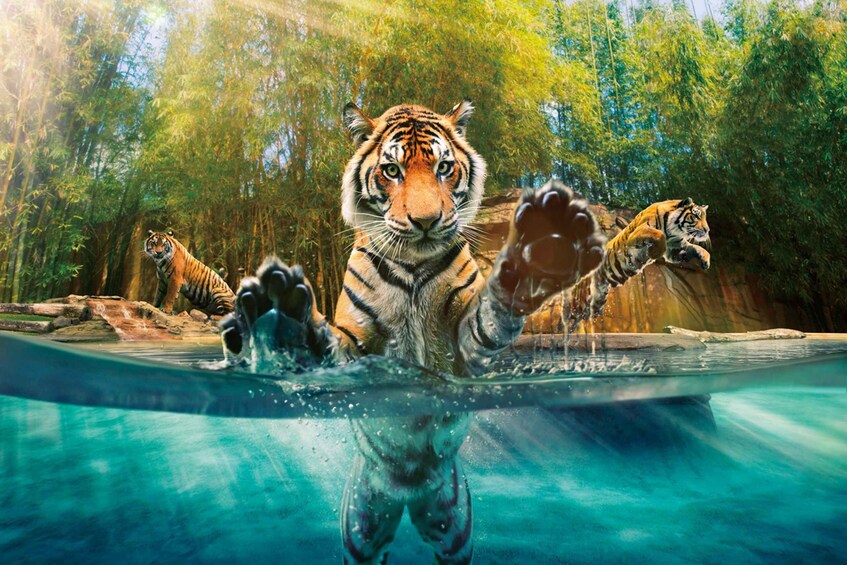 Picture 1 for Activity Gold Coast: Australia Zoo Ticket and Roundtrip Transfer