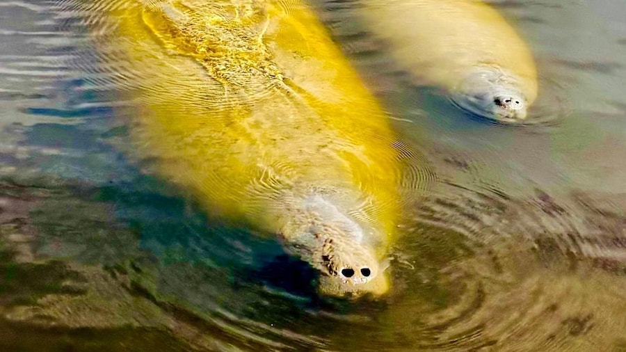 Naples, FL: Manatee Sightseeing and Wildlife Boat Tour
