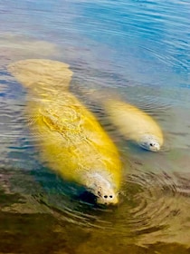 Naples, FL: Excursión en barco por Manatíes y vida silvestre