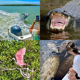 Naples, FL: Seekuh, Delphin, 10.000 Inseln Strand Eco Tour