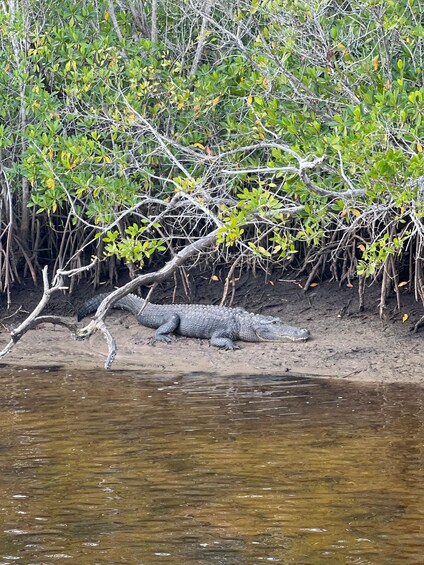 Picture 4 for Activity Naples, FL: Manatee, Dolphin, 10,000 Islands Beach Eco Tour