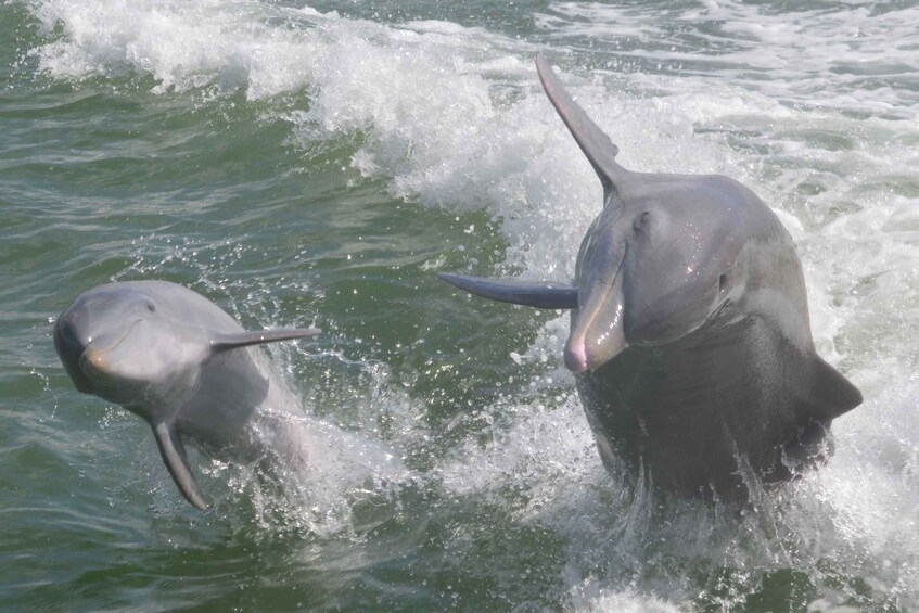 Picture 3 for Activity Naples, FL: Manatee, Dolphin, 10,000 Islands Beach Eco Tour