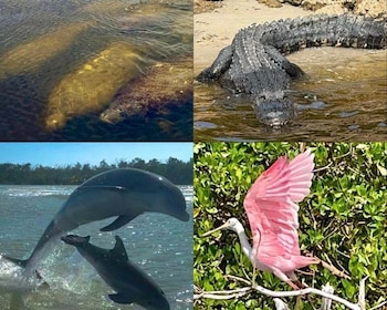 Naples, FL: Seekuh, Delphin, 10.000 Inseln Strand Eco Tour