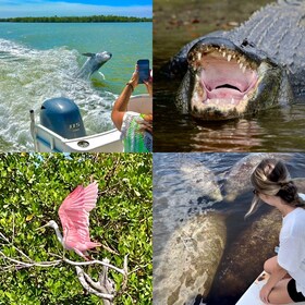 Naples, FL : Lamantin, dauphin, plage des 10 000 îles Eco excursion