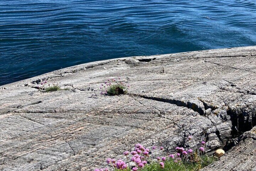 Private Tour to Atlantic Road from Ålesund