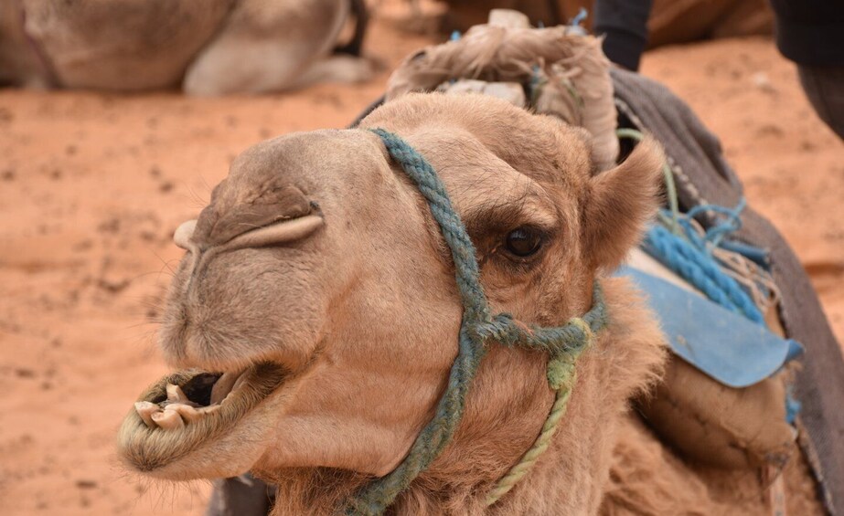 Picture 4 for Activity Sahara Desert: 2-Day Tour with Food and a Night in a Tent