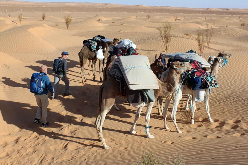 Picture 1 for Activity Sahara Desert: 2-Day Tour with Food and a Night in a Tent