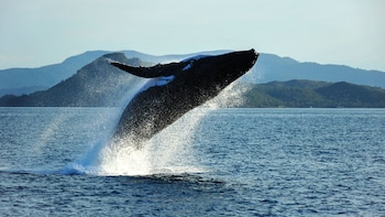 Juneau Whale-Watching Cruise