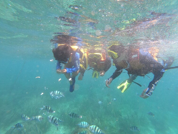 Bali Tropical Snorkeling and Mangrove Cruise