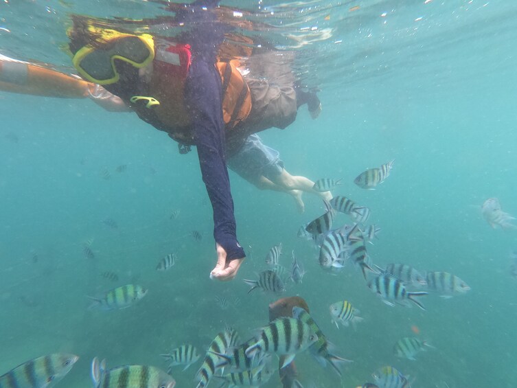 Bali Tropical Snorkeling and Mangrove Cruise