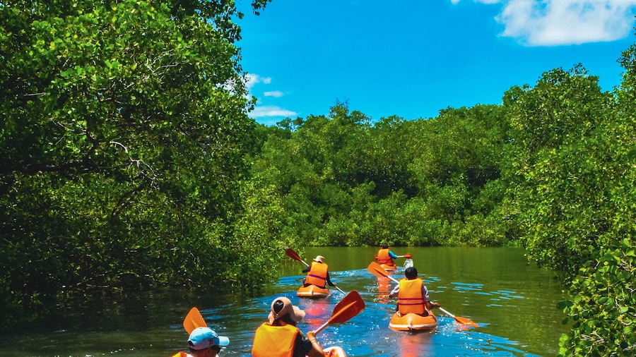 Mangrove Canoeing Package