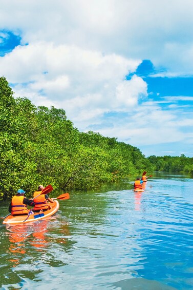 Mangrove Canoeing Package