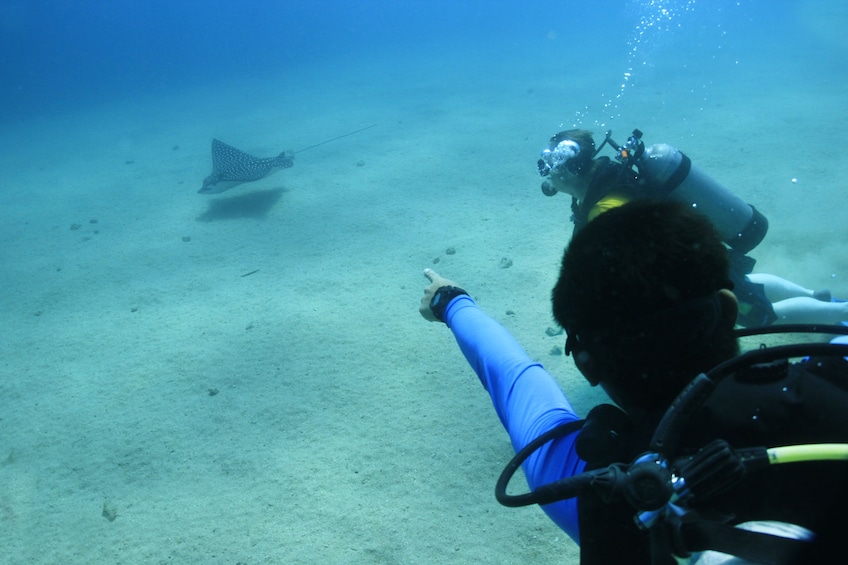 Discover Scuba Diving at Las Caletas