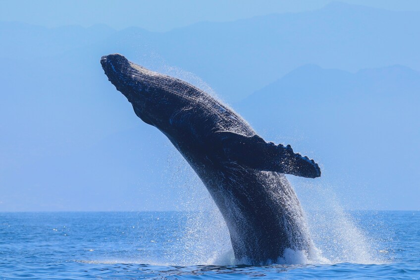 Whale Watching Photo Safari