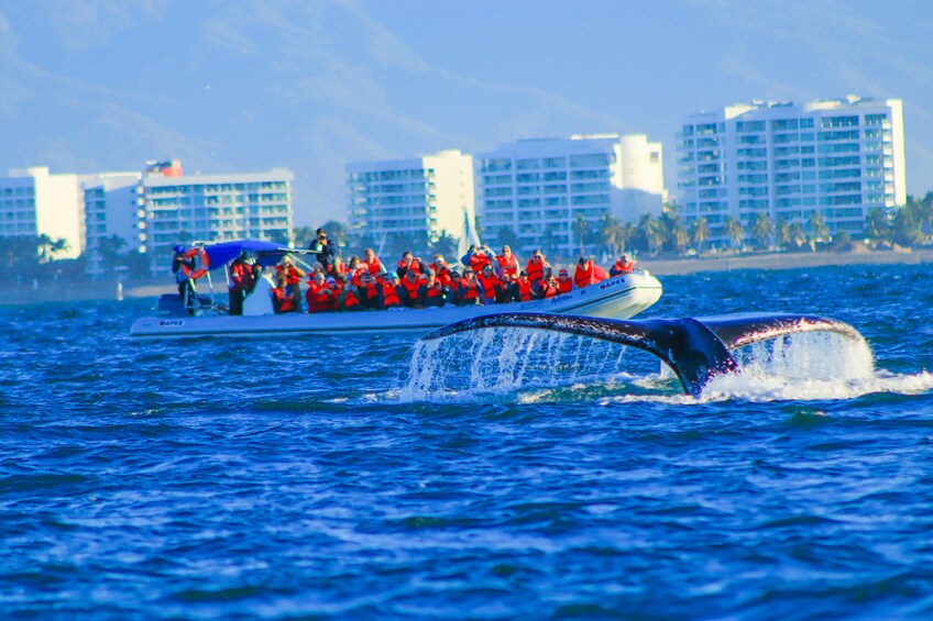 Whale Watching Photo Safari