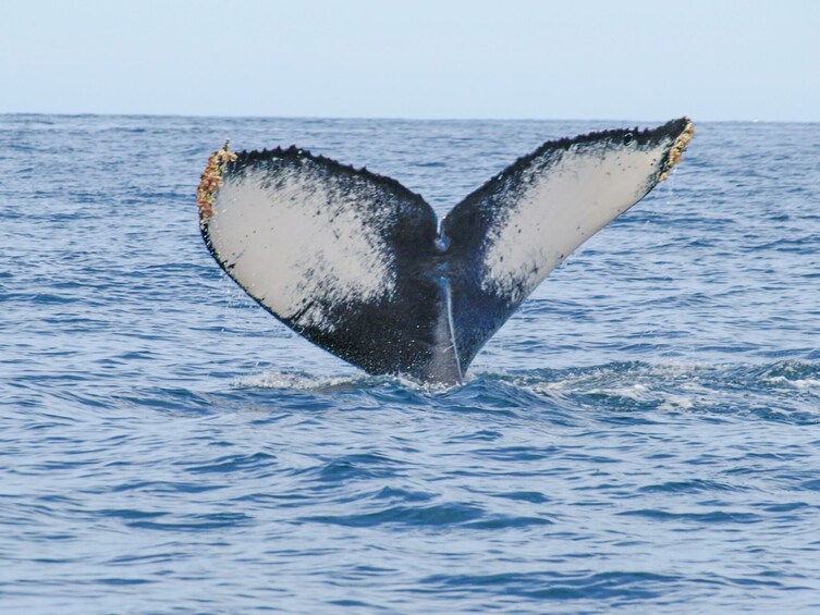 Whale Watching Photo Safari