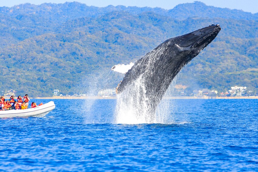 Whale Watching Photo Safari