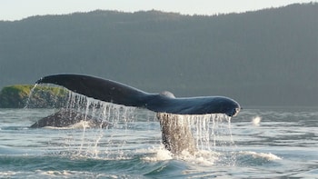 Mendenhall Glacier Tour & Whale-Watching Cruise